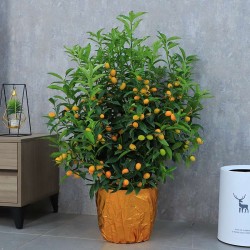 武漢植物租賃公司苗木服務，武漢家庭植物租擺公司綠植銷售