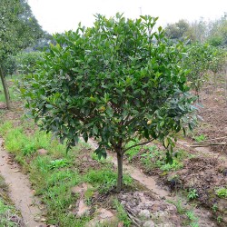 武漢室外綠化家庭花木報(bào)價(jià)，武漢室內(nèi)綠植工廠花木單位綠化服務(wù)